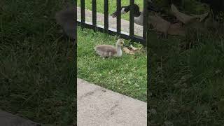 Baby Goose update 2nd week of June Ridders Pond Park NHP 20242 [upl. by Ayotac]