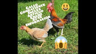 Gallo combatiente inglés antiguo enano [upl. by Moina]