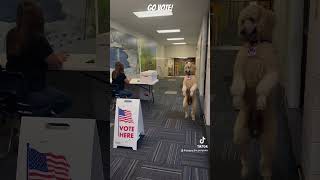 Pappy Voted puppy funny vote election election2024 mydogisthebest dog [upl. by Nemracledairam]