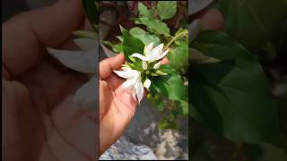 rose flower growing video satisfying music song pop GNP [upl. by Frederique]