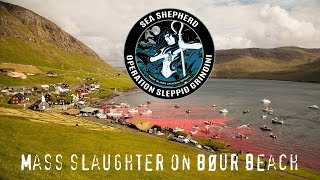 Mass Slaughter Of Pilot Whales In The Faroe Islands WARNING GRAPHIC [upl. by Pet]