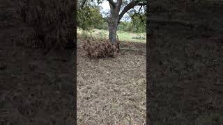 Texas pecan trees and hog damage [upl. by Whiney381]