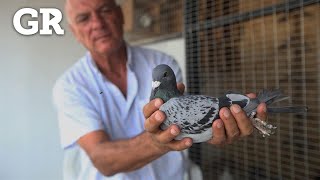 ¿Cómo adiestran a las palomas mensajeras [upl. by Eyllom]