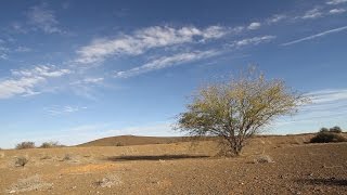 Making Biochar from the Invasive Prosopis juliflora Weed in Northern Kenya [upl. by Nnaeinahpets]