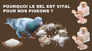 Pourquoi le sel est vital pour nos pigeons [upl. by Wiggins]