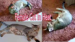 Female Cat In Heat What to do Tips For You [upl. by Olds]