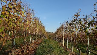 ESCURSIONE DA CASTELROTTO DI GUARENE [upl. by Aicre]