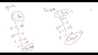 L30 Glycolysis 1 [upl. by Frymire]