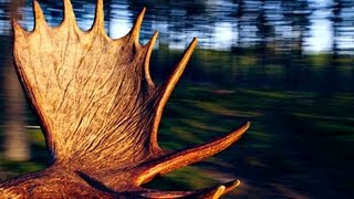 Moose hunting  the biggest trophies [upl. by Nnylatsyrc]