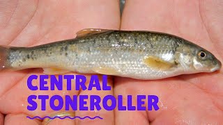 Central Stoneroller [upl. by Concordia419]