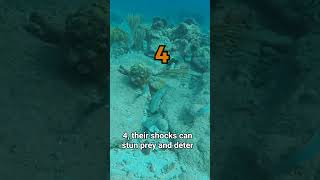 5 Shocking Facts About Electric Eels ⚡🐟 [upl. by Lemrac879]