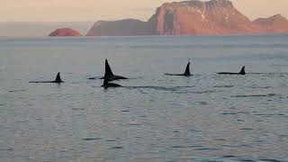 Orcas in Skjervøy Norway on November 11 2024 [upl. by Trisha969]