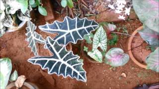 My Caladium Collection [upl. by Dasha]