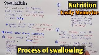 Mechanism Of Swallowing  Peristalsis  Class 11 Biology [upl. by Erasaec]