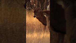 Big Buck Coming in Hot hunting huntingseason deerhunter deerhunting [upl. by Rosette]