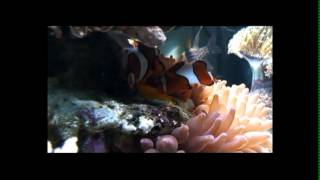 Amphiprion ocellaris  Falscher Clown  Anemonenfisch [upl. by Bluefield843]