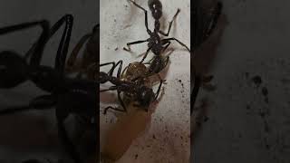 New Worker  Paraponera clavata  Antbaron [upl. by Gnak]