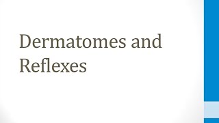 CNS 15 Dermatomes and Reflexes [upl. by Stockwell]