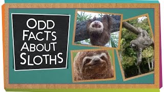 Odd Facts About Sloths [upl. by Rabbi]