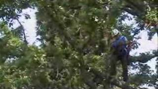 2007 Minnesota Tree Climbing Championship [upl. by Elinnet218]