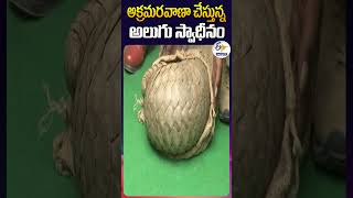 అక్రమరవాణా చేస్తున్న అలుగు స్వాధీనం [upl. by Oralle849]