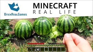 Minecraft Real Life  How to Make Melon Farm  BrickRealGames [upl. by Bourn]