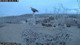 Scout Solo Visit Before Dark  Possible Nearby Threat  February 10 2024  NCTC Bald Eagle Nest [upl. by Dorkas367]