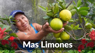 AYUDA a tu LIMONERO a que mantenga LA FLORACION y el FRUTO  ABONO CASERO para CITRICOS [upl. by Aruam]