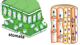 श्वसन– Respiration in Plants – Gaseous exchange  in Hindi [upl. by Agnese]