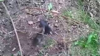 Very rare Mole vs Mole  2 Moles fighting [upl. by Remmus]