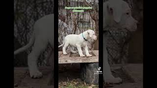 Dogo argentino puppies Lithuania [upl. by Dinnie421]