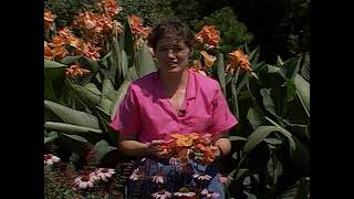 Cannas in the Garden [upl. by Gairc]