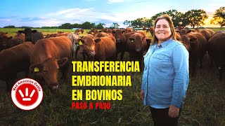 TRASPLANTE DE EMBRIONES EN BOVINOS RED ANGUS  EMBRYO TRANSFER IN RED ANGUS CATTLE [upl. by Gearalt881]