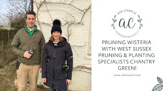 Ask Charlie  Pruning wisteria with West Sussex Pruning amp Planting Specialists Chantry Green [upl. by Vig]