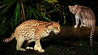 Ocelot Cat The Spotted Beauty of the Jungle [upl. by Sigsmond]