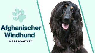 Afghanischer Windhund im Rasseportrait  Faszination aus Anmut und Schönheit [upl. by Akirahc]