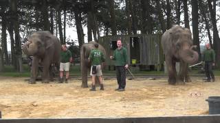 Elefantastic Weekend  Whipsnade Zoo Part 5 [upl. by Comstock]