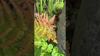 Farne und Sternenmoos im Garten plants wald nature regenwald rainforest terrarium garden [upl. by Ramalahs]