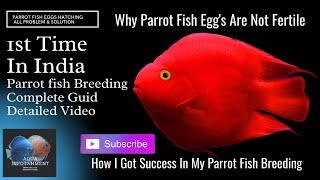 Secret of behind parrot fish breeding complete guide for eggs htachnig video [upl. by Calore]