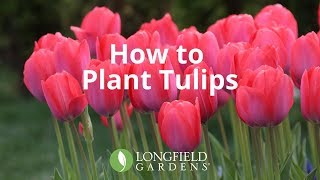 How to Plant Tulips [upl. by Roda]