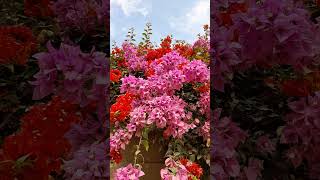 Árbol de Bugambilias Bougainvillea Arbusto de Buganvilla Buganvilia con muchas Flores Lima Perú [upl. by Eitak]