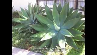 Agave attenuata  Fox Tail Agave [upl. by Noreik]