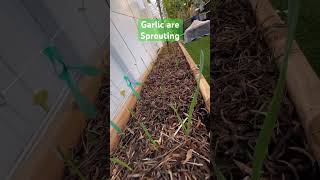 Garlic are SproutingSilverWhite Soft Neck Garlic migardener gardening backyardgardening garlic [upl. by Anisamot910]