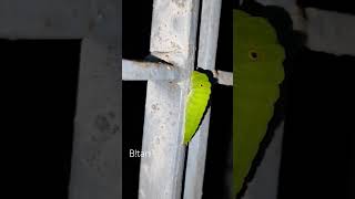 Graphium doson the common jay in Caterpillar stage viralvideo short shortvideo insects [upl. by Aliac]