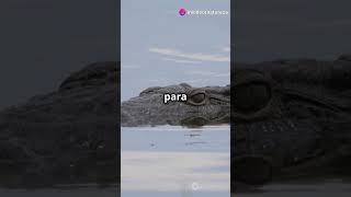 Descubra o Fascinante Mundo dos Crocodilos em 60 Segundos 🐊 [upl. by Eked]