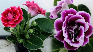 How to grow Gloxinia from a leaf  Propagating Gloxinia from leaf cutting [upl. by Rosanna]