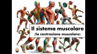 La contrazione muscolare [upl. by Miru110]