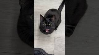 Cat is clingy cats funny [upl. by Maddocks]