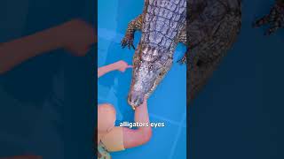 How An Alligator Starts A Death Roll 🤔 [upl. by Boorer]