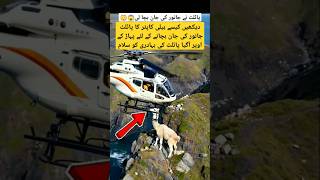 Helicopter pilot safe animal life shorts aviation trending [upl. by Halley105]